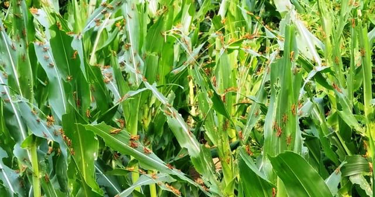 Thanh Hóa: Châu chấu lưng vàng hoành hành, tàn phá lúa ngô