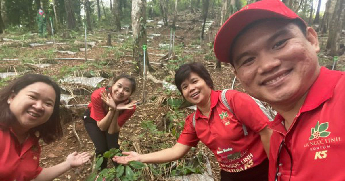 Ấn tượng với miền 'quốc bảo' sâm Ngọc Linh