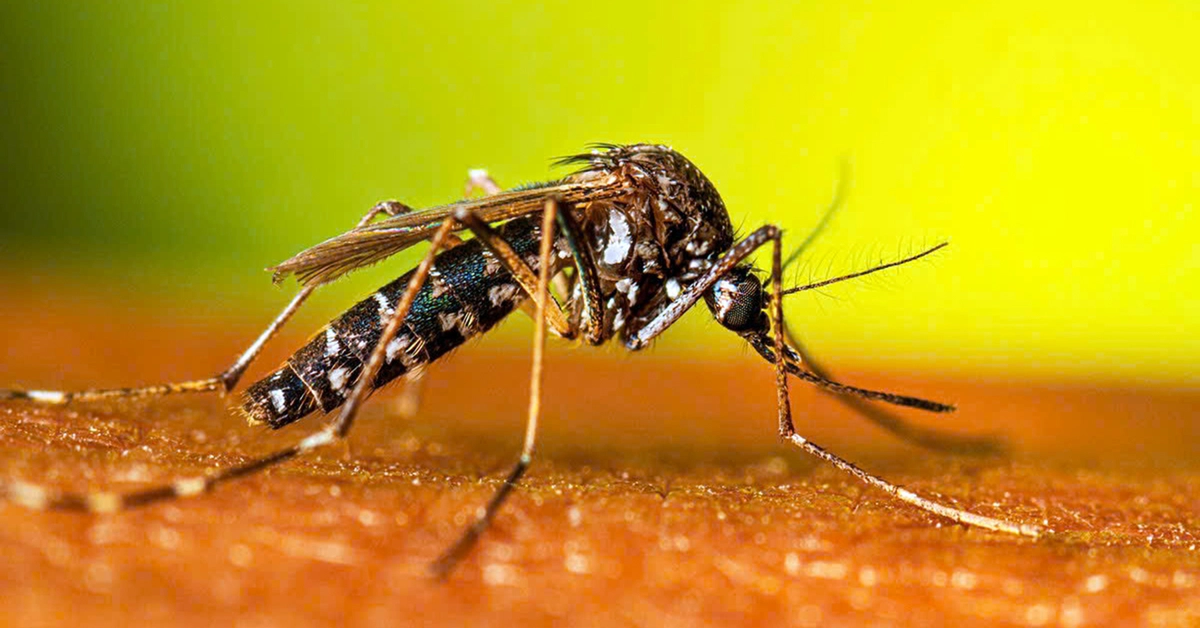 Sốt xuất huyết vào mùa, ba việc cần làm ngay trước khi quá muộn